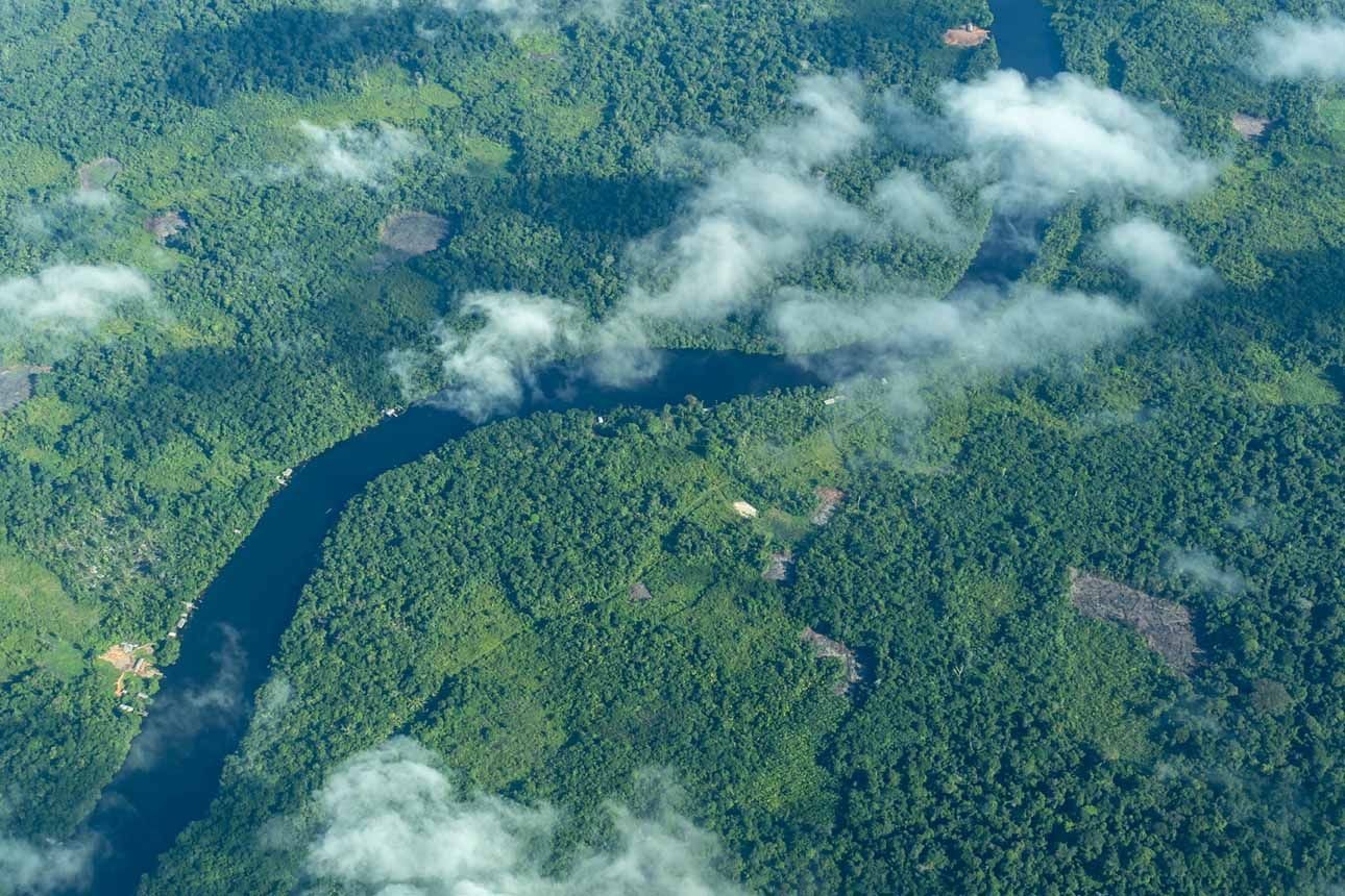 biodiversity - a forest from above