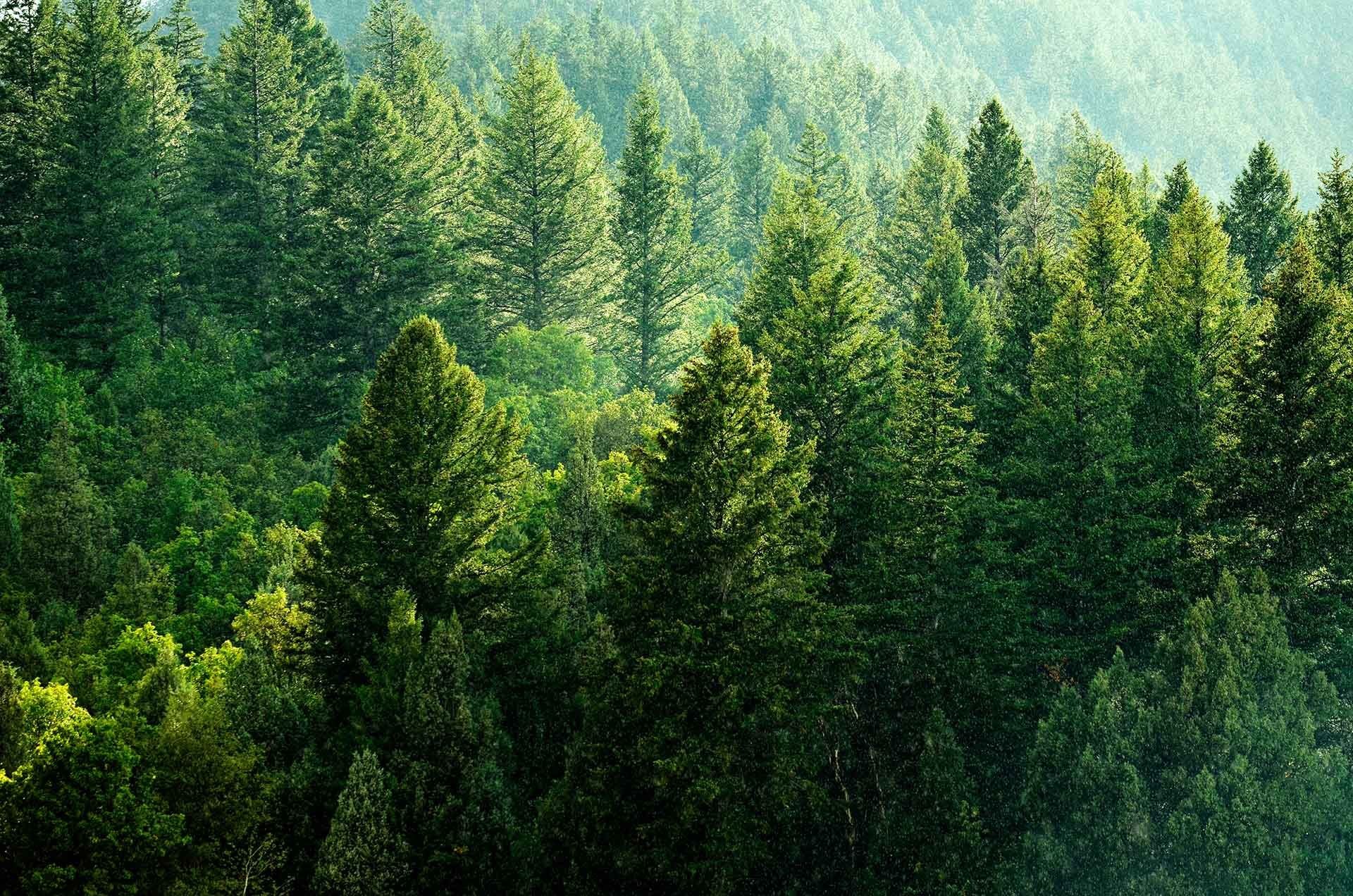 View of trees